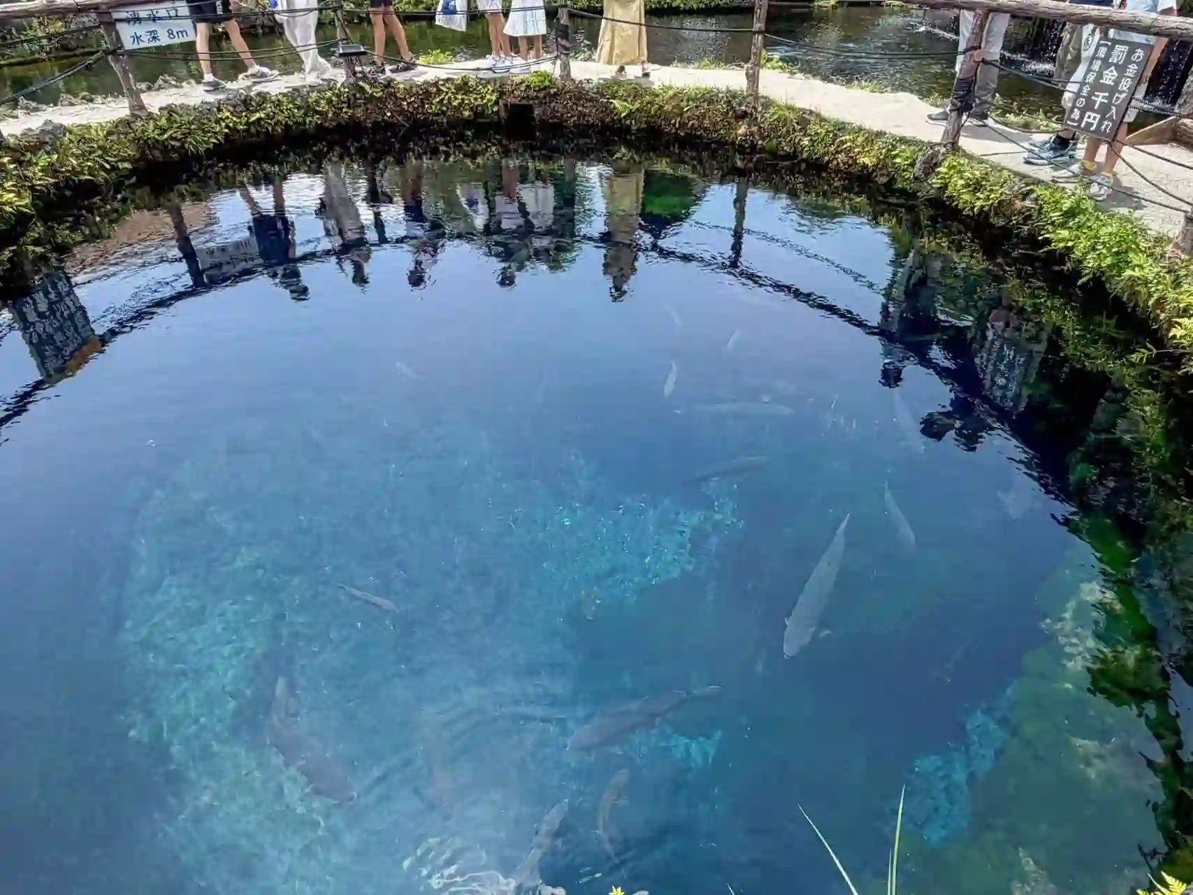 忍野八海 清澈涌泉池与游鱼