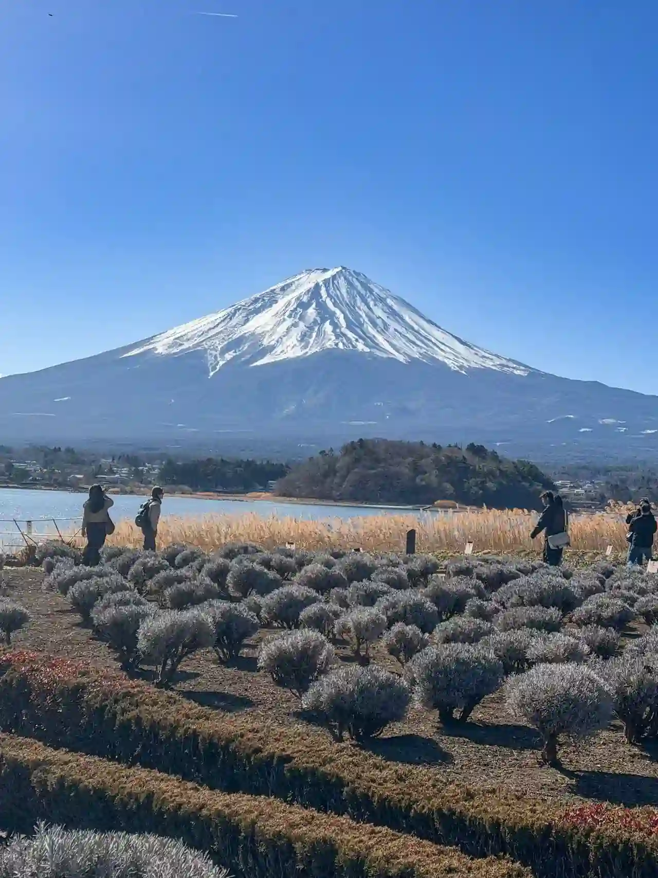 大石公园 薰衣草河口湖富士山